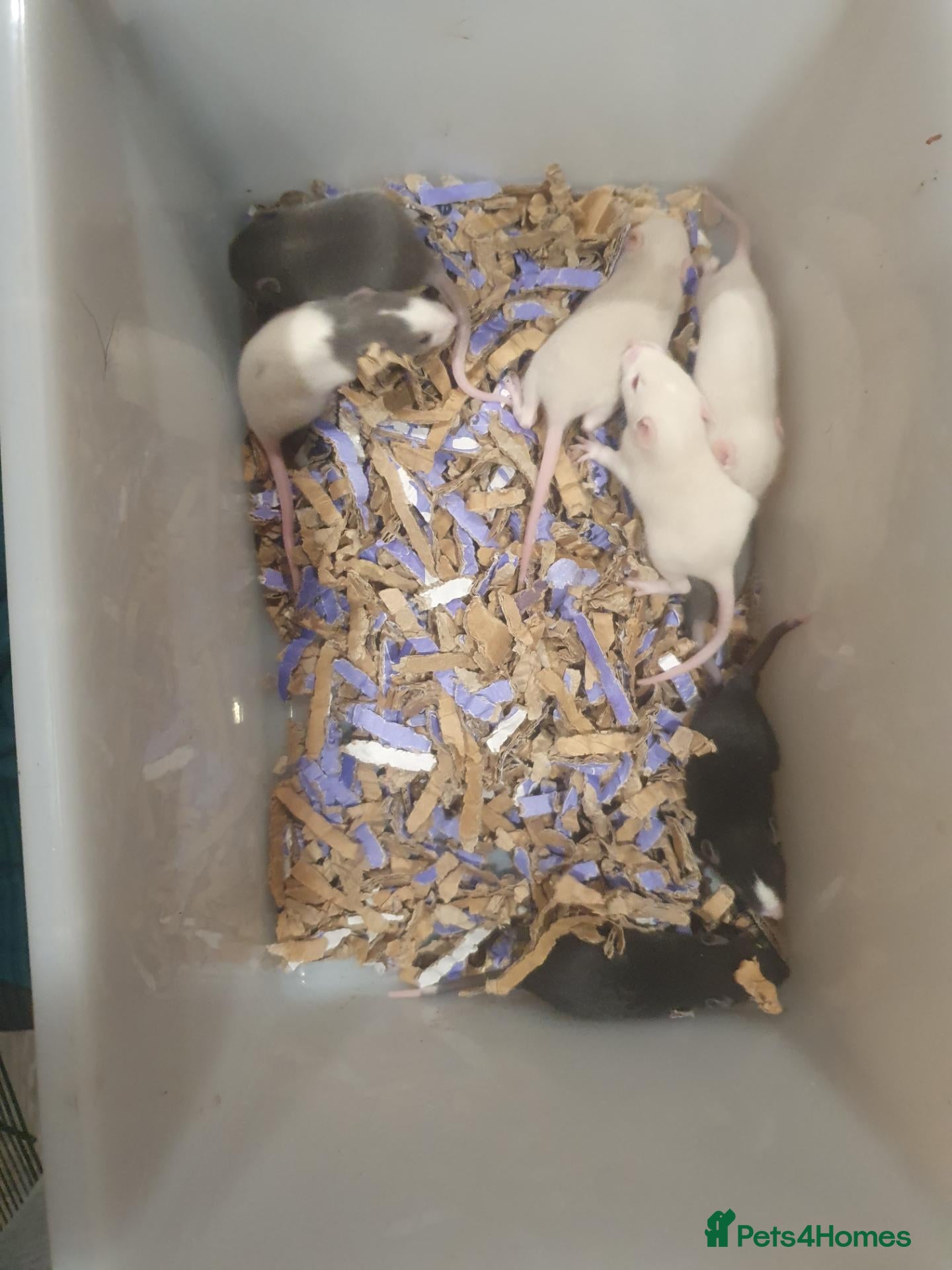 Rat rodents Waitlist for next litter is OPEN - Advert 13