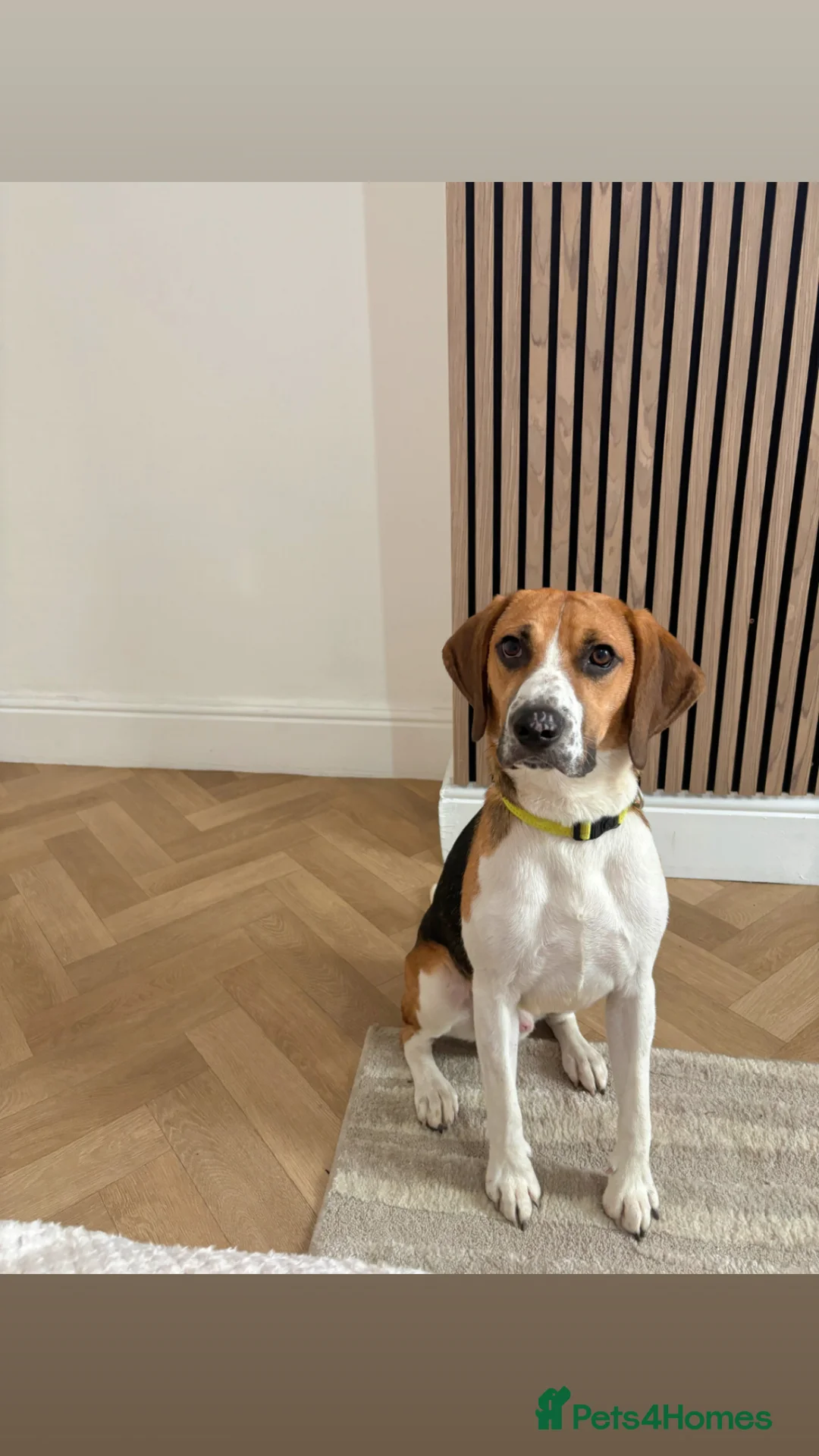 Foxhound dogs for sale: Buddy forever home  - Advert 4