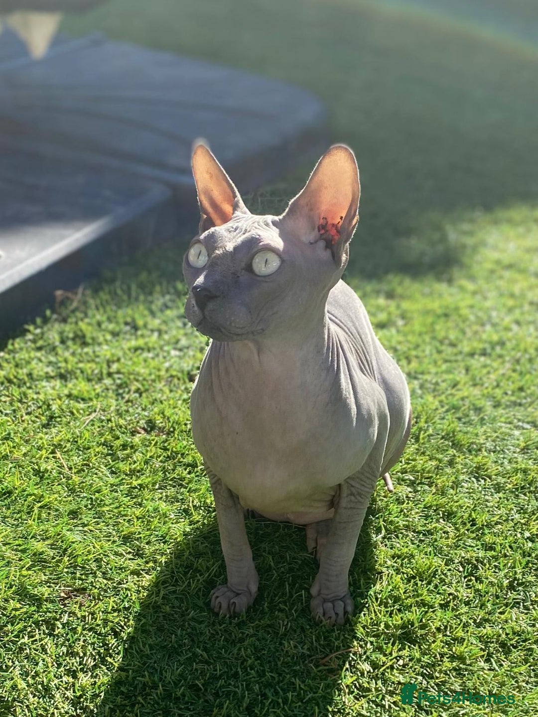 Gallery Image {{count}}