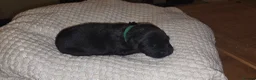 Labradoodle dogs for sale: F1B Labradoodle  - Advert 18