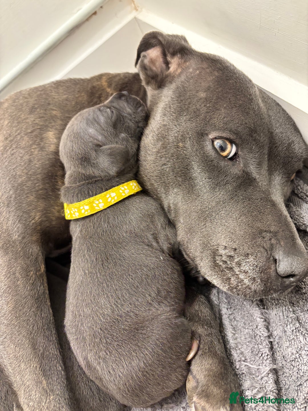 Staffordshire Bull Terrier dogs for sale: 2 GORGEOUS boys  - Image 3