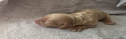 Cocker Spaniel dogs for sale: Cocker spaniel puppies  - Advert 13