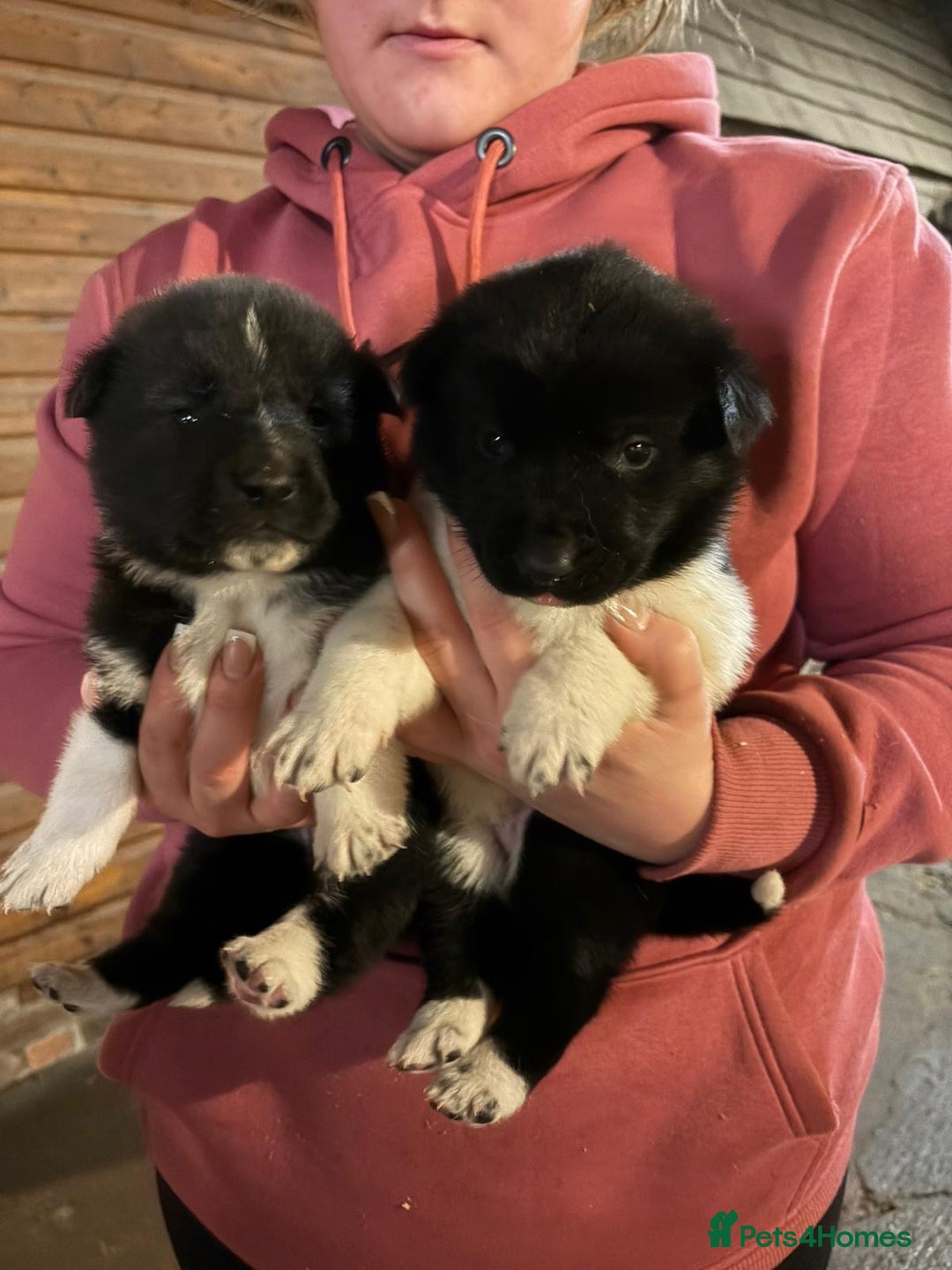 Akita dogs for sale: Beautiful Akita puppies ❤️ - Advert 3