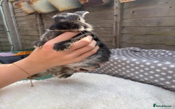 Havana rabbits for sale: 5 little bunnies for sale!! - Image 4