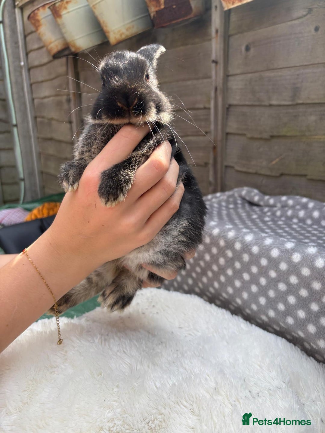 Havana rabbits for sale: 5 little bunnies for sale!! - Image 4