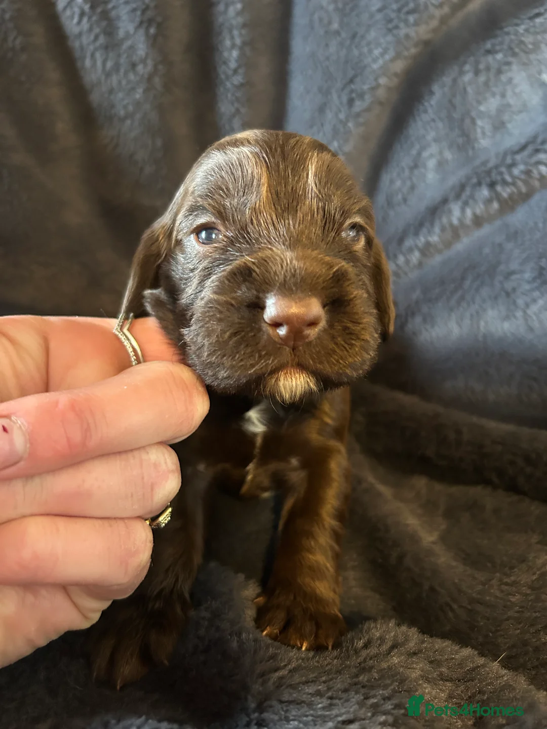 Cocker Spaniel dogs for sale: 1 boy left  - Kc reg cocker spaniels  - Advert 7