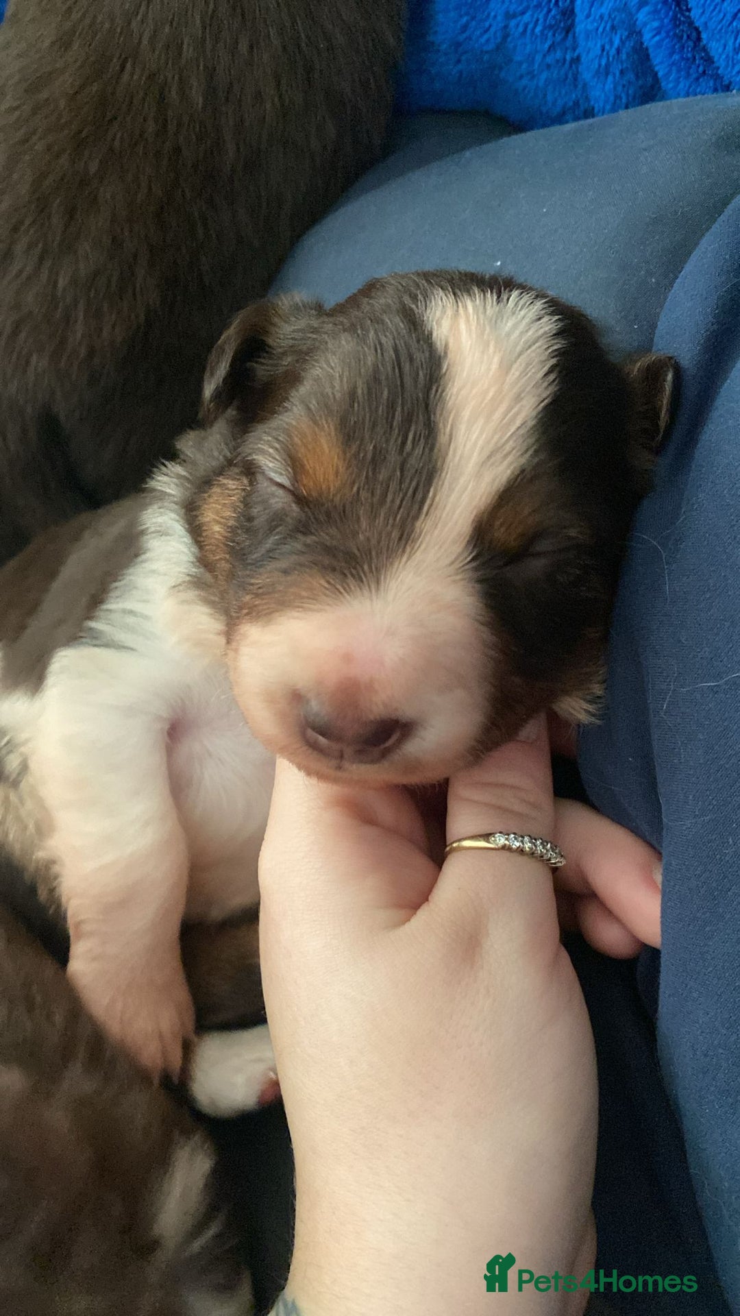 Border Collie dogs for sale: BorderCollie Pups: unique chocolate tri rough coat - Advert 17