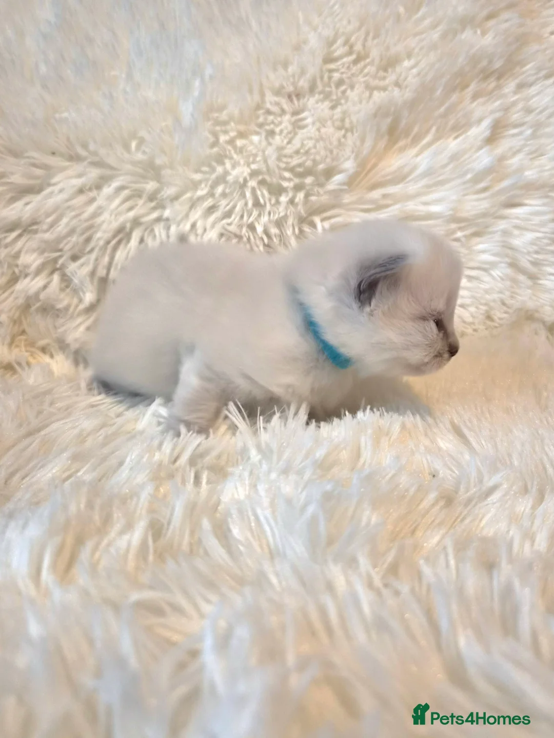 Ragdoll cats for sale:  Ragdoll Kittens 😸 ♥️  - Advert 14