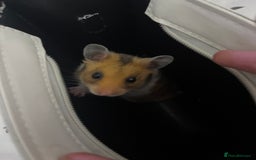 Hamster rodents for sale: Selling Syrian hamster  - Image 4