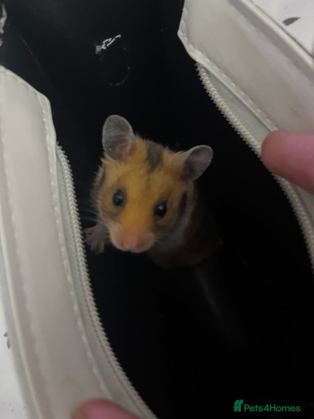 Hamster rodents for sale: Selling Syrian hamster  - Image 4