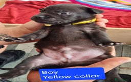 Mixed Breed dogs for sale: Beautiful litter of labrastaffs/staffadors - Image 8