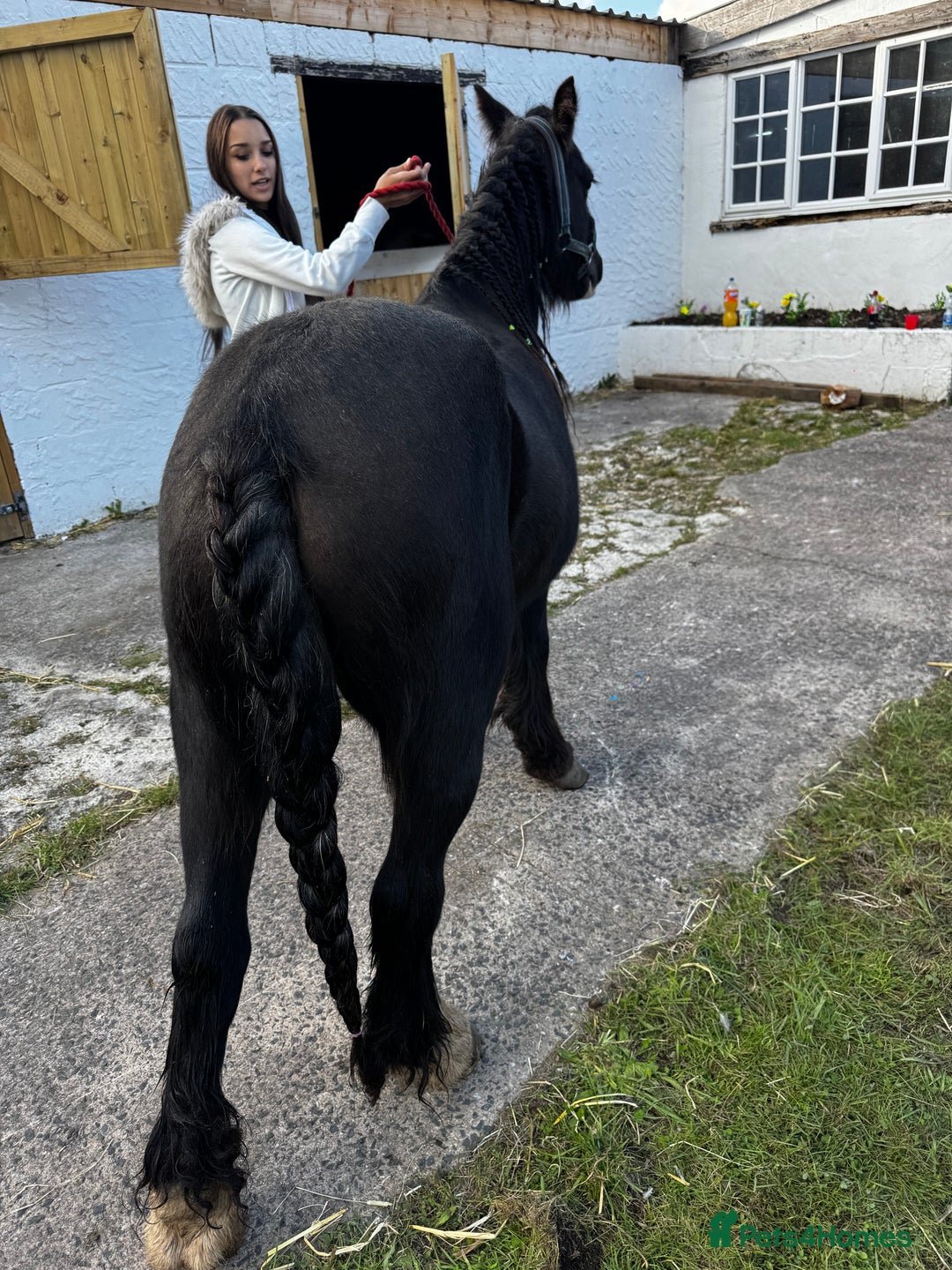 Irish Cob horses for sale: For sale 4 years mare - Image 14
