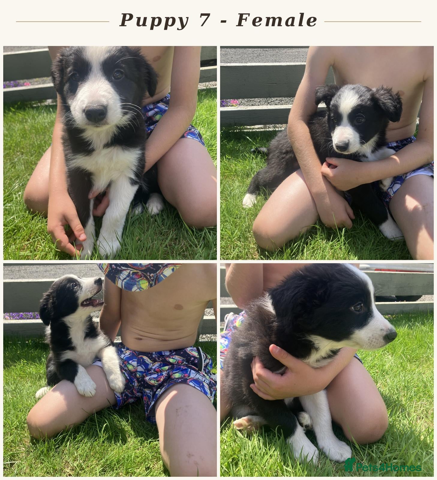 Border Collie dogs Border Collie Puppies  - Advert 2