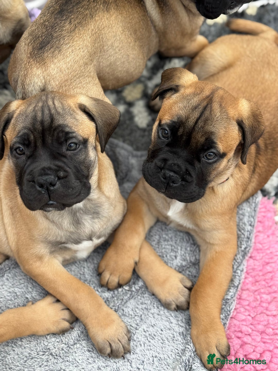Bullmastiff dogs for sale: Beautiful Pedigree Puppies - Advert 9