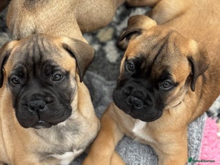 Bullmastiff dogs Beautiful Pedigree Puppies - Advert 5