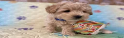 Maltipoo dogs for sale: Beautiful Maltipoo little boy - Advert 7