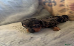 Miniature Dachshund dogs for sale: Lovely Mini Daschunds Looking For A Forever Sofa - Image 5