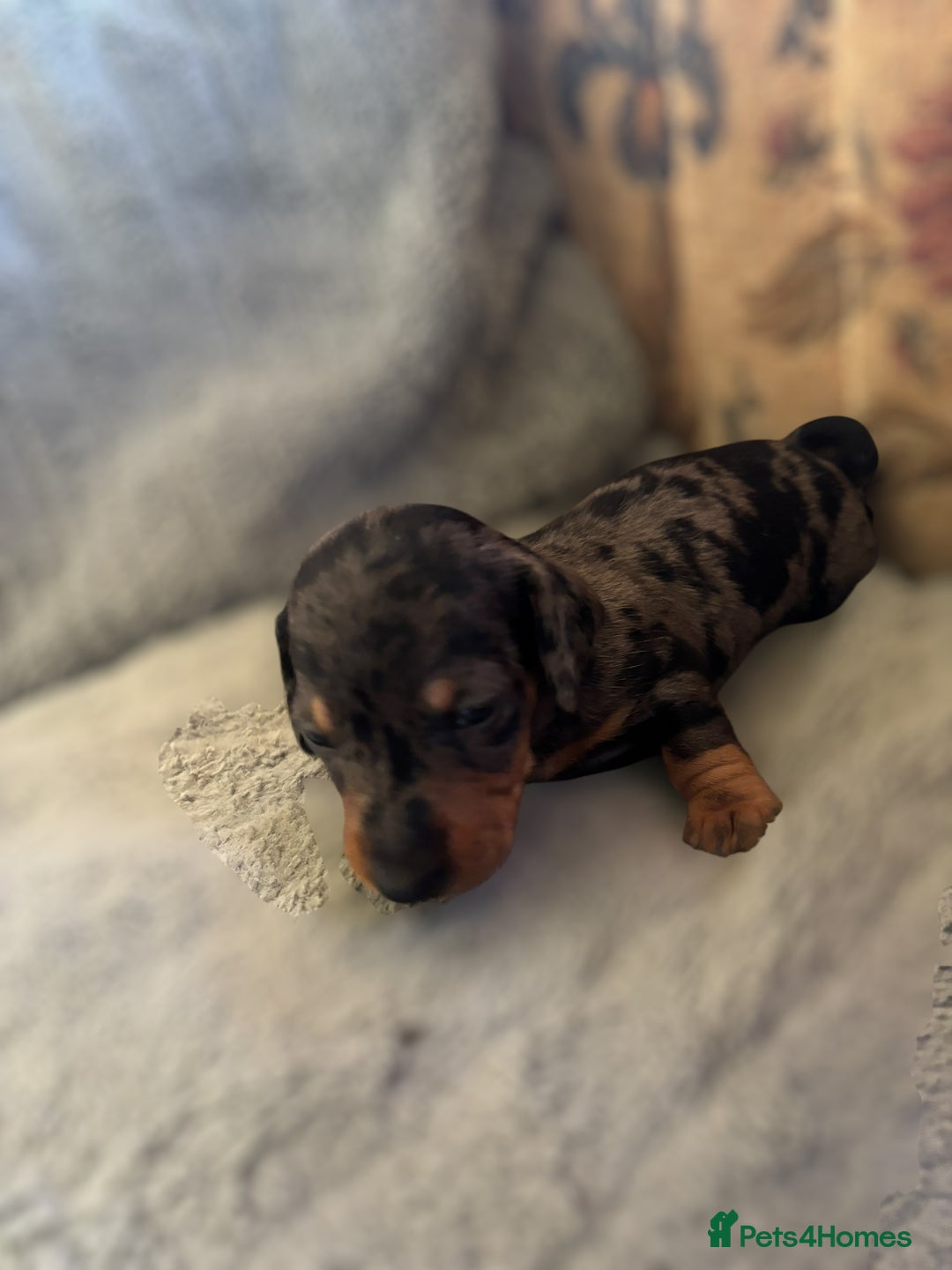 Miniature Dachshund dogs for sale: Lovely Mini Daschunds Looking For A Forever Sofa - Image 5