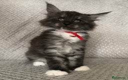 Maine Coon cats for sale: MaineCoon Kittens Black Smoke 1 Boy & 2 Girls - Image 14