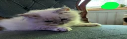 Siberian cats for sale: Beautiful Siberian kittens - Advert 9