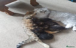 Persian cats for sale: These are 1/4 Perisan kittens  - Image 8