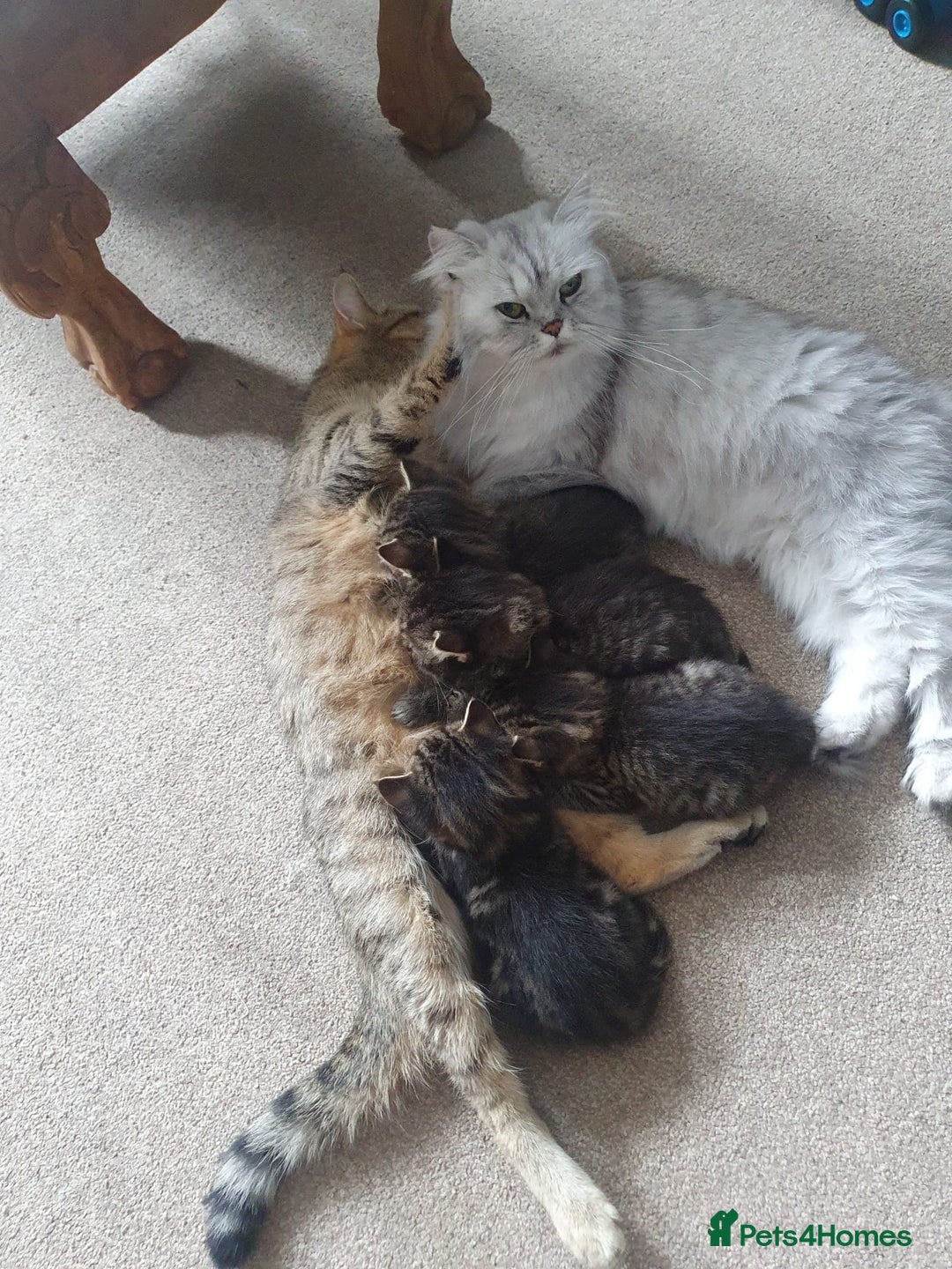 Persian cats for sale: These are 1/4 Perisan kittens  - Image 8