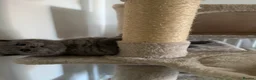 Scottish Fold cats for sale: Scottish Fold girl and British Shorthair boy - Advert 6