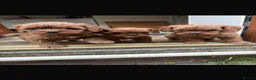 Cavapoo dogs for sale: Cavapoo in Wisbech - Advert 9