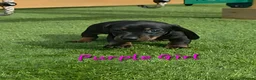Miniature Dachshund dogs for sale: LAST PUP! Miniature Dachshund Puppies 🐶🐾 - Advert 32