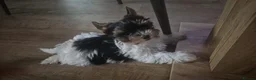 Biewer Terrier dogs for sale: Beautiful Yorkshire Terrier Biewer  - Advert 3