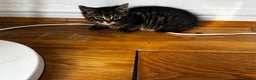 Mixed Breed cats for sale: 4 male kittens  - Advert 3