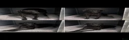 Italian Greyhound dogs for sale: Top quality Italian greyhound  - Advert 1