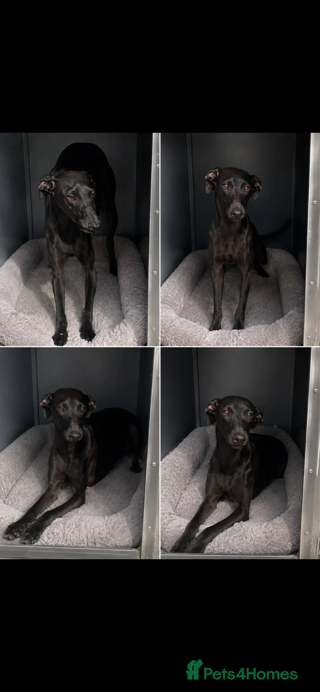 Italian Greyhound dogs for sale: Top quality Italian greyhound  - Advert 1