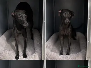 Italian Greyhound dogs Top quality Italian greyhound - Advert 10