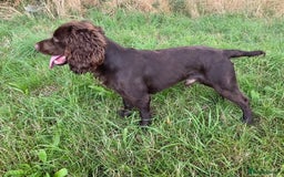 Cocker Spaniel dogs for stud: Beautiful chocolate WCS - Image 2