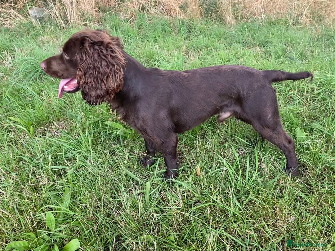 Cocker Spaniel dogs for stud: Beautiful chocolate WCS - Image 2