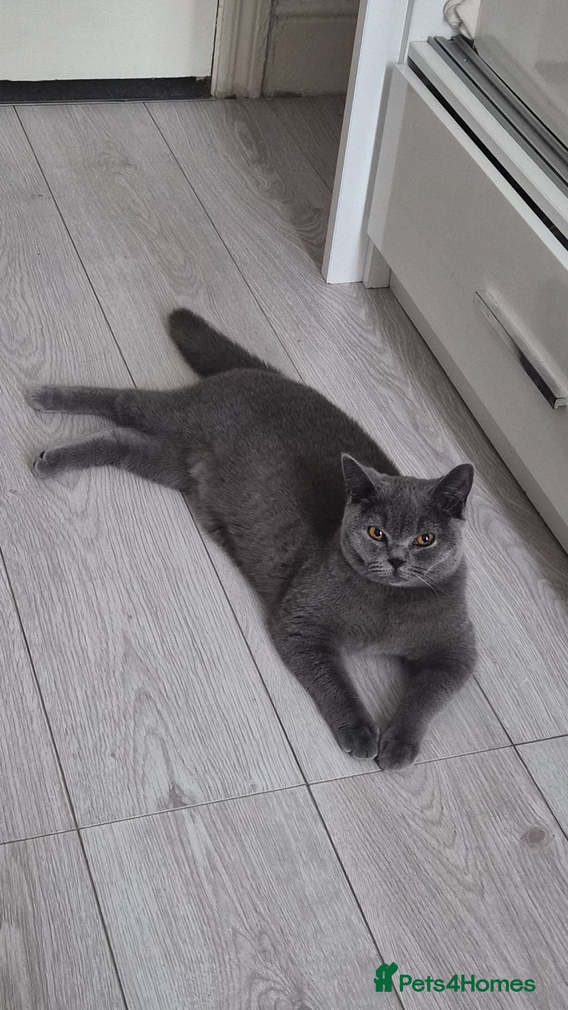 British Shorthair cats Playful British Shorthair For Sale - Advert 8