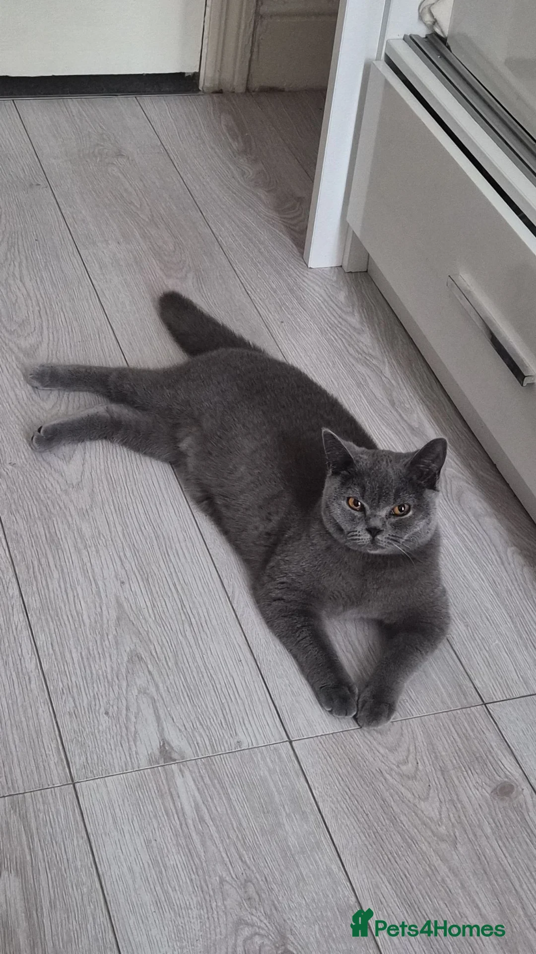 British Shorthair cats for sale: Playful British Shorthair For Sale in London - Advert 1