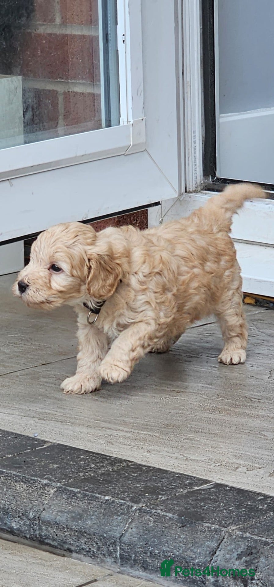 Cockapoo dogs LAST BOY LEFT!! Gorgeous Toy cockapoo puppies - Advert 1