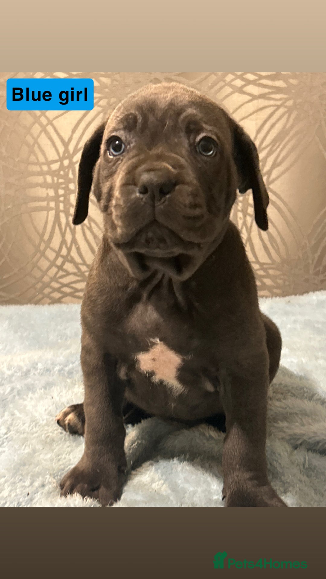 Cane Corso dogs for sale: 🐾 Stunning Cane Corso Puppies Available! 🐾 - Advert 15