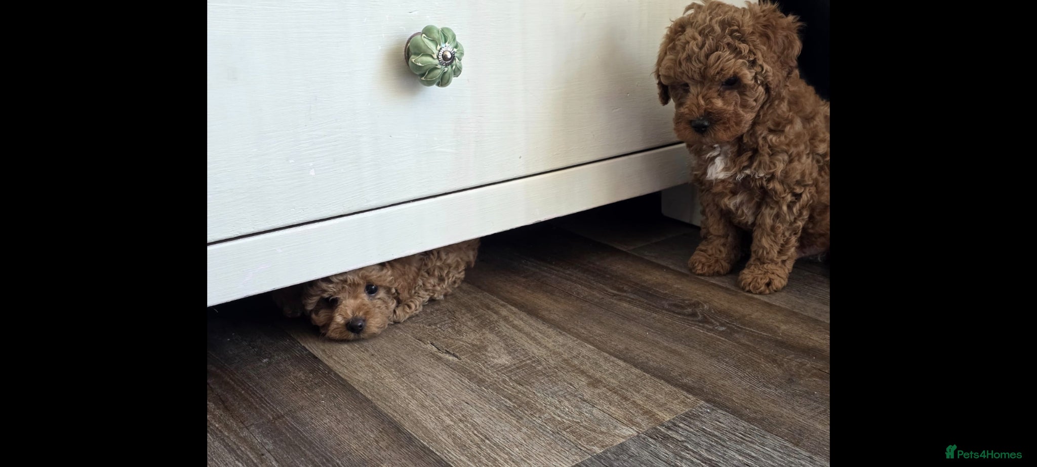 Maltipoo dogs Toy Maltipoo puppies born 14/02/26 - Advert 12