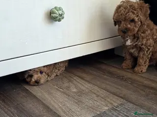 Maltipoo dogs Toy Maltipoo puppies born 14/02/26 - Advert 12