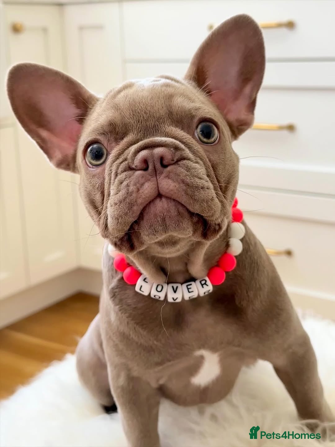 French Bulldog dogs for sale: French Bulldog looking for a loving new home - Advert 1