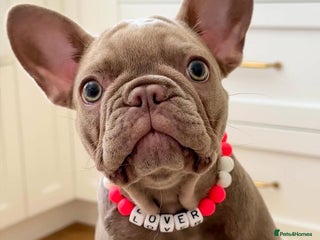 French Bulldog dogs French Bulldog looking for a loving new home - Advert 1