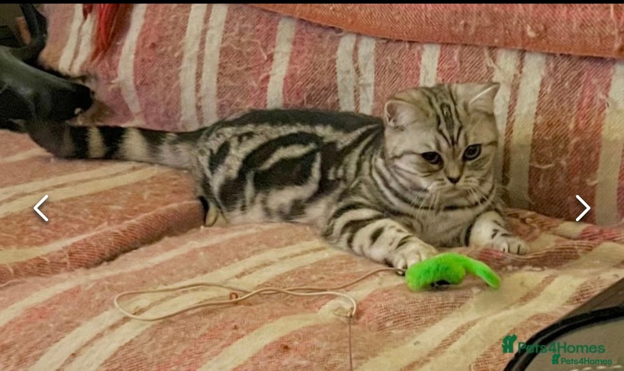 British Shorthair cats GCCF reg BSH BLACK SILVER TABBY  - Advert 2