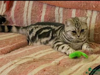 British Shorthair cats GCCF reg BSH BLACK SILVER TABBY - Advert 18