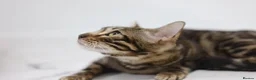 Bengal cats for sale: Unique Bloodline Bengals Tica Reg - Advert 19