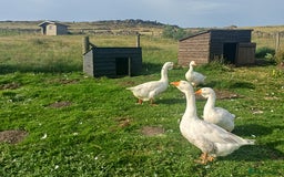 Geese poultry for sale: Beautiful Emden Geese - Image 2