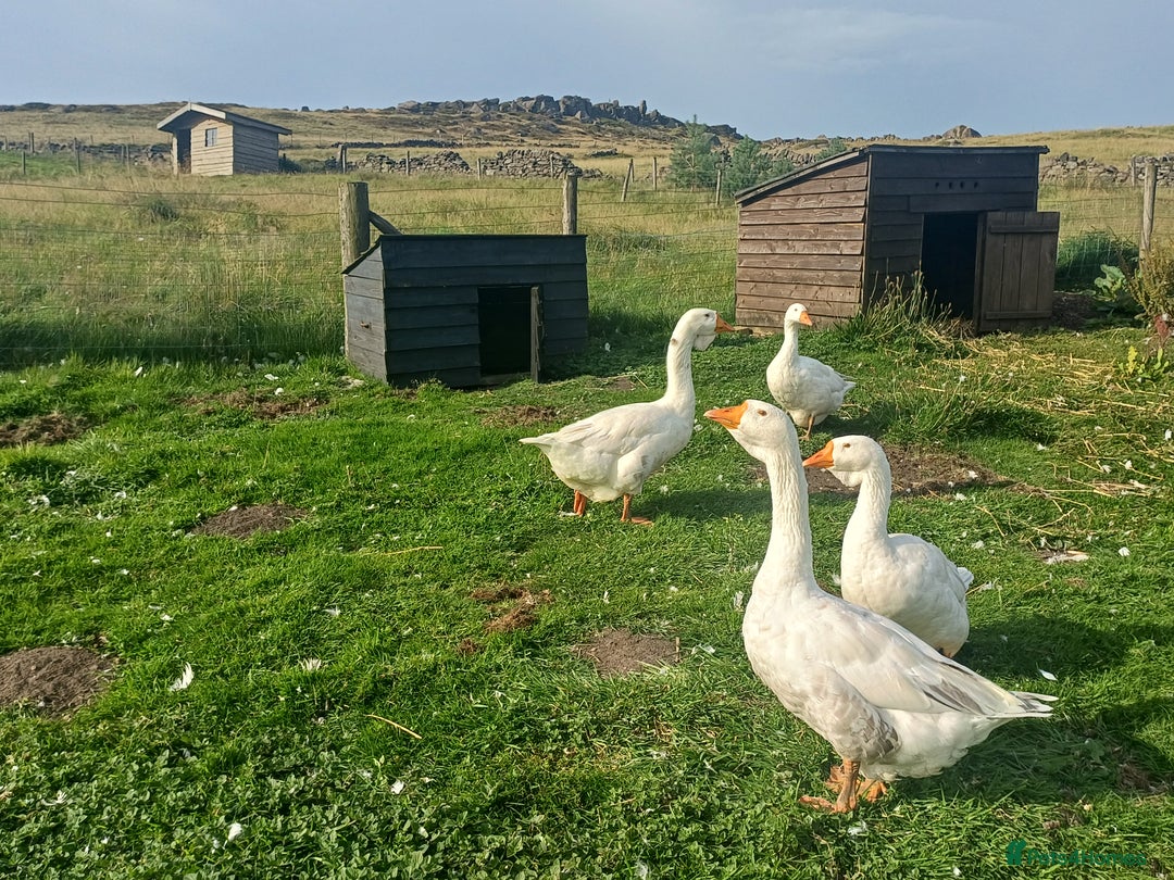 Geese poultry for sale: Beautiful Emden Geese - Image 2