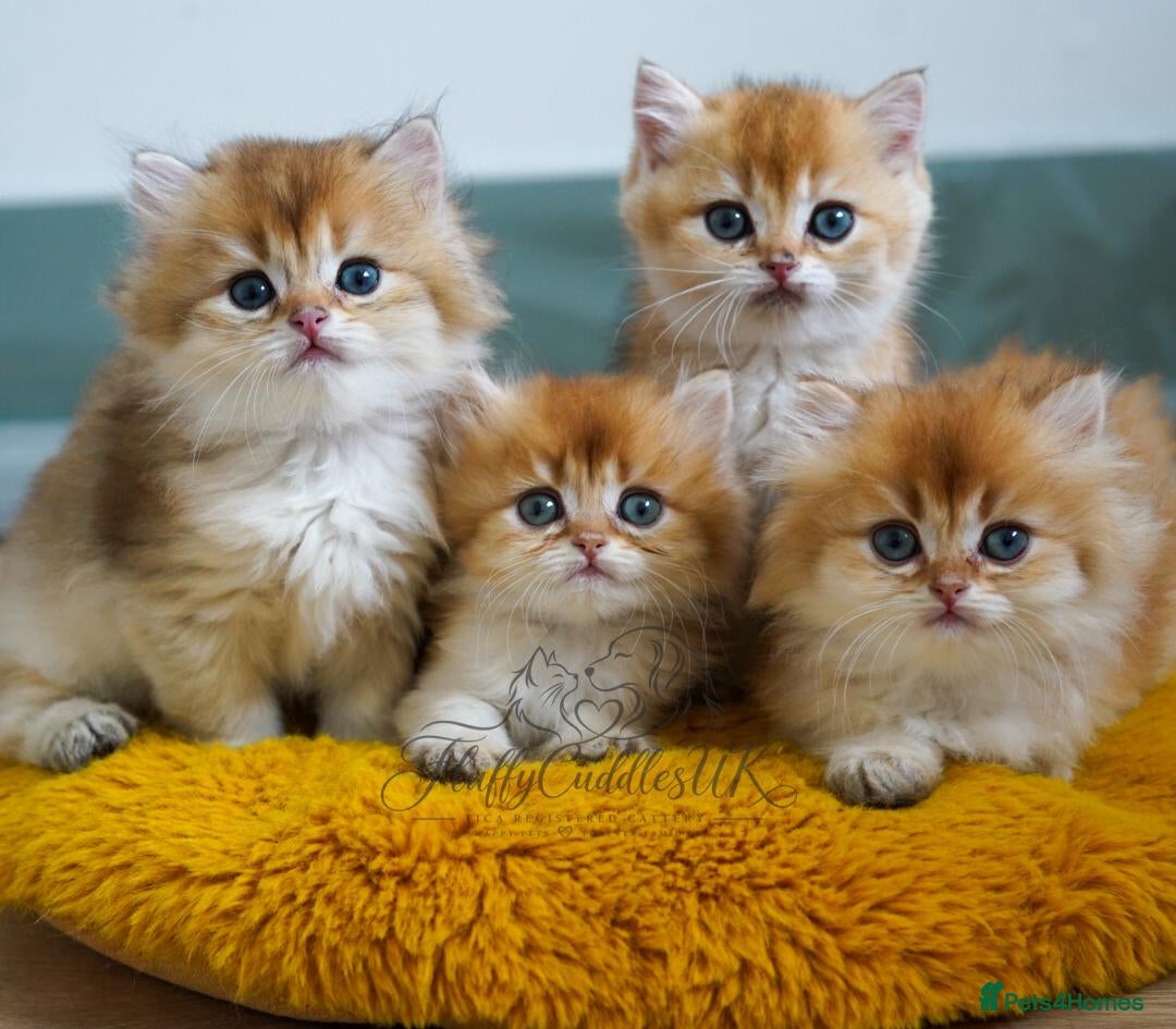 British Shorthair cats TICA registered golden pedigree kittens  - Advert 1